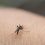 Dengue : quels sont les symptômes de cette maladie qui progresse en France ?