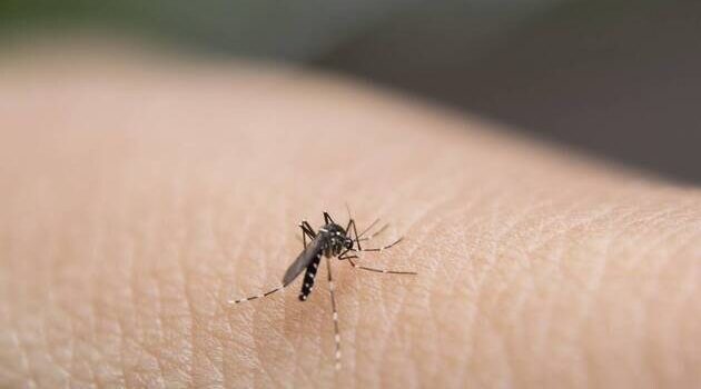 Dengue : quels sont les symptômes de cette maladie qui progresse en France ?